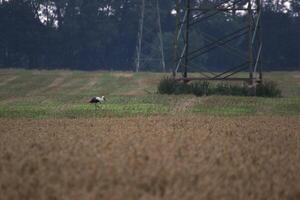 A white stork Ciconia ciconia standing on a meadow with high voltage power line. photo