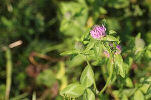 Red clover Trifolium pratense blossom. photo