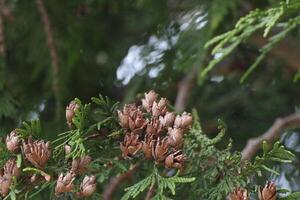 Fruits and leaves of Thuja occidentalis. photo