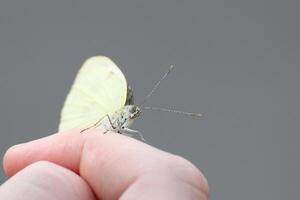 Cabbage White Pieris brassicae sitting on finger. photo