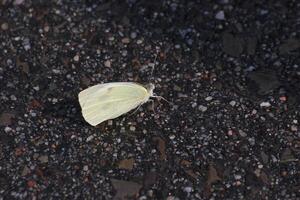 Cabbage White Pieris brassicae after heavy rain recovering on ground photo