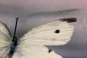 Macro shot of the small cabbage white Pieris rapae. The insect is from a private zoological collection. photo