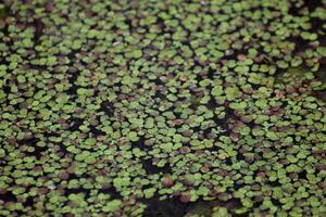 Duckweed, Lemna species, floating on water surface. photo