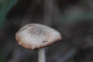 Shriveled agaric mushroom in grass. photo