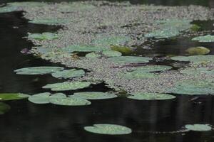Duckweed Lemna floating on water surface between pond-lily Nuphar leaves. photo