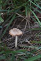 Shriveled agaric mushroom in the grass. photo