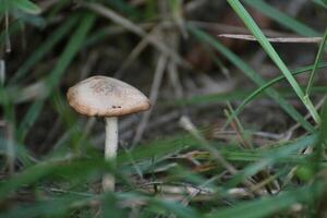 Shriveled agaric mushroom in grass photo