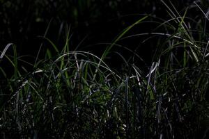 Conceptual low key shot of grass plants. photo