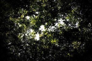 Upward view in beech forest with heavy vignetting photo