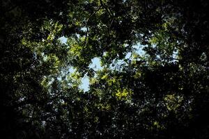 Upward view in beech forest with heavy vignetting. photo