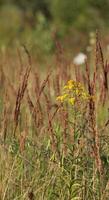 Giant Goldenrod Solidago gigantea flowering between spiked grasses. photo