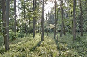 Sun breaking through canopy in NSG Elisenhain, nature reserve near Greifswald, Mecklenburg-Vorpommern, Germany. photo