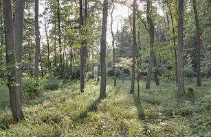 Sun breaking through canopy in NSG Elisenhain, nature reserve near Greifswald, Mecklenburg-Vorpommern, Germany photo