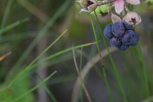 European dewberry - Rubus caesius - fruit. photo