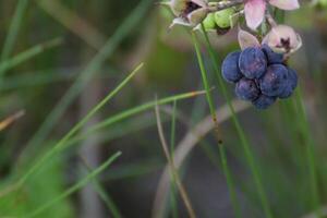 European dewberry - Rubus caesius - fruit photo