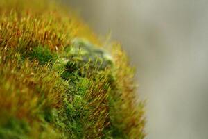 Macro of moss, growing on rocks. photo