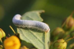 Eating caterpillar of a sawfly from the family Tenthredinidae It is sitting on a loosestrife leaf photo