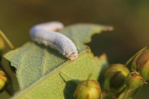 Eating caterpillar of a sawfly from the family Tenthredinidae. It is sitting on a loosestrife leaf. photo