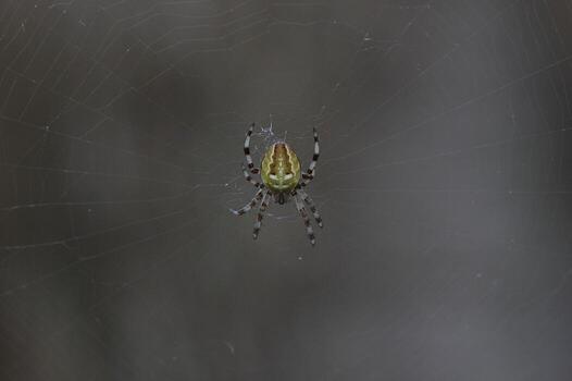 Four-spot orb-weaver, Araneus quadratus, sitting in its web. photo