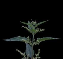 Inflorescence of the common nettle Urtica dioica, isolated on black. photo