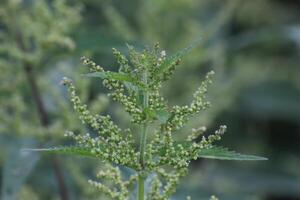 Inflorescence of the common nettle Urtica dioica photo