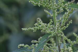 Inflorescence ofcommon nettle Urtica dioica photo