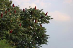 Staghorn sumac Rhus typhina tree in a garden. photo