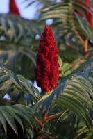Staghorn sumac Rhus typhina blossom macro. photo