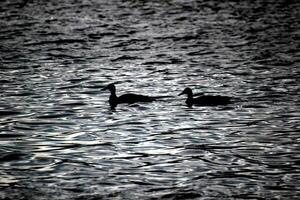 Silhouettes of some swimming ducks. photo