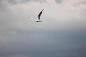 Black-Headed Gull Chroicocephalus ridibundus flying on cloudy day. photo