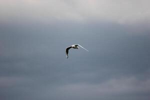 Black-Headed Gull Chroicocephalus ridibundus flying on a cloudy day photo