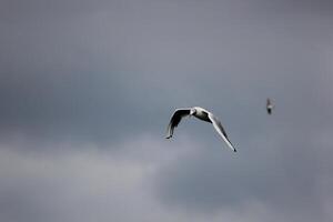 Black-Headed Gull Chroicocephalus ridibundus flying on cloudy day photo