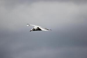 Black-Headed Gull Chroicocephalus ridibundus, flying on cloudy day photo