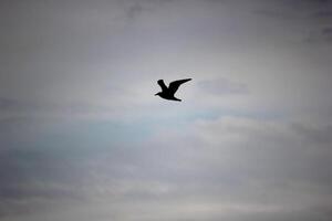 Pure black silhouette of a gull in the sky. photo