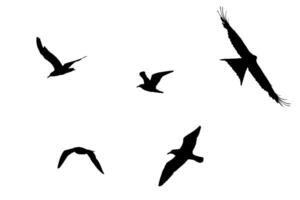Different bird silhouettes isolated on white. photo