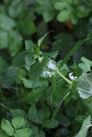 White deadnettle Lamium album with several blossoms. photo
