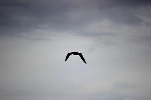 Pure black silhouette of a gull in sky. photo