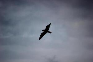 Pure black silhouette of a gull in the sky photo