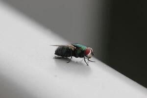 Green bottle fly - Lucilia species - sitting on a railing. photo