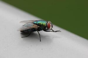 Green bottle fly, Lucilia species, sitting on railing. photo