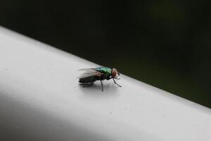Green bottle fly - Lucilia species - sitting on railing. photo