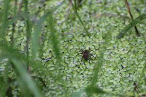 Spider sitting on duckweed on water. photo