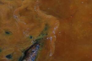Red and slimy water in a polluted lake. photo