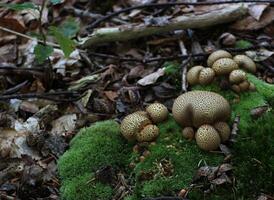 Mushrooms of the poisonous common earthball Scleroderma citrinum, syn. Scleroderma aurantium Vaill. and Scleroderma vulgare. photo