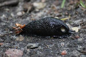 Black slug Arion ater on the ground. photo
