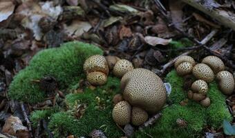 Mushrooms of the poisonous common earthball Scleroderma citrinum, syn Scleroderma aurantium Vaill and Scleroderma vulgare photo