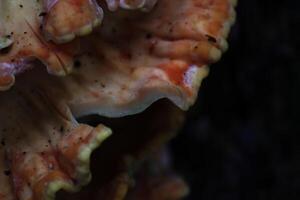 The bracket fungus Laetiporus sulphureus, also known as crab of the woods. photo