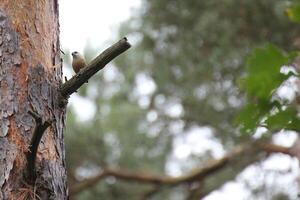Eurasian nuthatch, Sitta europaea, sitting on a tree. photo