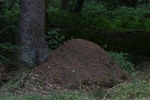 Anthill beneath a pine tree. photo