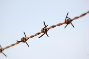 Barbed wire in evening sun. photo